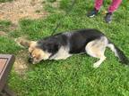 Adopt Susan a Tan/Yellow/Fawn - with Black German Shepherd Dog / Mixed dog in