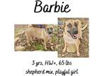 Adopt Barbie & Pups a Labrador Retriever / Shepherd (Unknown Type) / Mixed dog