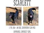 Adopt Scarlett a Labrador Retriever / Mixed Breed (Medium) / Mixed dog in