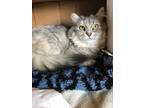 Adopt Maggie a Gray or Blue (Mostly) Domestic Longhair (long coat) cat in