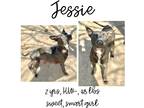 Adopt Jessie a Mixed Breed (Medium) / Mixed dog in Albany, GA (41036817)