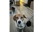 Adopt Beau a White - with Tan, Yellow or Fawn Beagle / Brittany / Mixed dog in