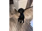 Adopt Nipsey a Black Poodle (Standard) / Mixed dog in Pingree Grove