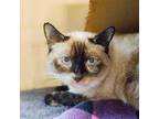 Adopt Culvert a Brown or Chocolate Siamese / Domestic Shorthair / Mixed cat in