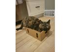 Adopt Nelli a Orange or Red Domestic Shorthair / Mixed Breed (Medium) / Mixed