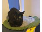 Adopt Wombat a All Black Domestic Shorthair / Domestic Shorthair / Mixed cat in
