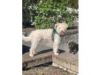 Adopt Spirit a Tan/Yellow/Fawn Poodle (Miniature) / Mixed dog in Hillsboro