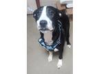 Adopt Danny a Black Border Collie / Mixed dog in Spartanburg, SC (40093324)