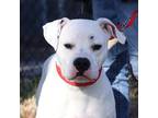 Adopt Lacy a White Boxer / Mixed Breed (Medium) / Mixed (short coat) dog in