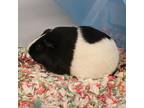 Adopt Violet a Black Guinea Pig / Guinea Pig / Mixed small animal in Pittsfield