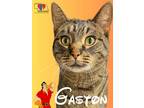 Adopt Gaston a Gray or Blue Domestic Shorthair / Domestic Shorthair / Mixed cat