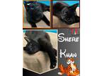 Adopt Shere Khan a All Black Domestic Shorthair / Domestic Shorthair / Mixed cat