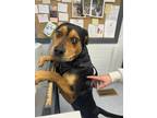 Adopt Runner a Black Rottweiler / Mixed dog in Monroe, MI (41289321)