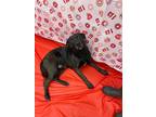 Adopt Doug a Black Labrador Retriever / Mixed Breed (Medium) / Mixed (short