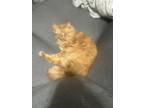 Adopt Alejandro a Orange or Red Tabby Tabby / Mixed (long coat) cat in Cedar