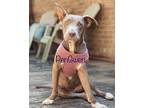 Adopt PenGwen a Gray/Blue/Silver/Salt & Pepper Pit Bull Terrier / Mixed dog in