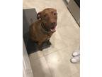 Adopt Simba a Brown/Chocolate Catahoula Leopard Dog / Mixed dog in Sanford