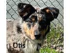 Adopt Otis a Tricolor (Tan/Brown & Black & White) Australian Shepherd / Mixed