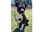 Adopt Loraina* a Black Mixed Breed (Large) / Mixed dog in Anderson