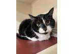 Adopt Eclipse a Black (Mostly) Domestic Shorthair (short coat) cat in