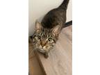 Adopt Holly a Orange or Red Tabby Domestic Shorthair / Mixed (short coat) cat in