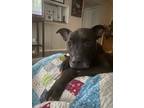 Adopt Kaynan a Black - with White Boxer / Mixed dog in Duluth, GA (41194146)