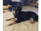 Adopt Merle a Black - with Tan, Yellow or Fawn Chiweenie / Mixed dog in