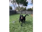 Adopt Jet a Black German Shepherd Dog / Husky / Mixed dog in San Leandro