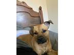 Adopt Trooper a Brindle Staffordshire Bull Terrier / Beagle / Mixed dog in