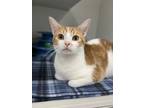 Adopt Eros a Orange or Red Domestic Shorthair / Domestic Shorthair / Mixed cat