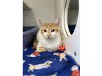 Adopt Artimis a Orange or Red Domestic Shorthair / Domestic Shorthair / Mixed