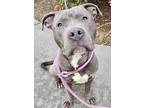 Adopt Orwell a Gray/Blue/Silver/Salt & Pepper Mixed Breed (Large) / Mixed dog in