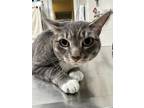 Adopt Princess Sparkle Paws a Gray or Blue Domestic Shorthair / Domestic