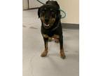 Adopt 55776895 a Black Rottweiler / Mixed Breed (Medium) / Mixed (short coat)