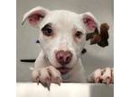 Adopt Peaches a White American Staffordshire Terrier / Mixed Breed (Medium) /