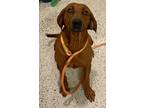 Adopt Rosie a Red/Golden/Orange/Chestnut Redbone Coonhound / Mixed dog in