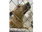 Adopt Theodore a Tan/Yellow/Fawn Mixed Breed (Medium) / Mixed dog in Georgetown