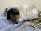 Adopt Pandy a White Guinea Pig / Mixed small animal in Boulder, CO (38710905)