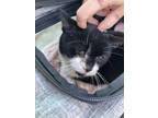 Adopt Zoomie -IN FOSTER a All Black Domestic Shorthair / Domestic Shorthair /