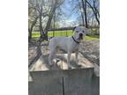 Adopt Leo a White Mixed Breed (Large) / Mixed dog in Midland, MI (41288846)