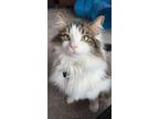 Adopt Oxford a Calico or Dilute Calico Domestic Longhair / Mixed (long coat) cat
