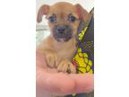 Adopt Ariel a Tan/Yellow/Fawn Pug / Terrier (Unknown Type
