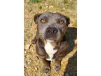 Adopt Smokey a Gray/Blue/Silver/Salt & Pepper American Pit Bull Terrier / Mixed