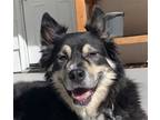 Adopt Ryder a Australian Shepherd / Husky / Mixed dog in San Ramon