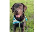 Adopt Finn a Brown/Chocolate Labrador Retriever / Mixed dog in Red Oak