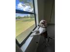 Adopt Bo a White - with Tan, Yellow or Fawn Bluetick Coonhound / American Pit