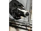 Adopt Nala a Black - with White Labrador Retriever / Mixed dog in Jacksonville