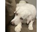 Adopt Lulabelle a White Great Pyrenees / Akbash / Mixed dog in Denver