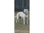 Adopt Dale a White Beagle / Labrador Retriever / Mixed dog in Teague