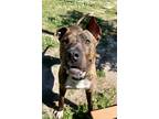 Adopt Rooster a Brindle Terrier (Unknown Type, Small) / Mixed dog in Moncks
